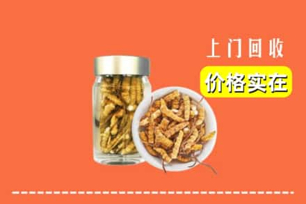 海曙区回收散虫草